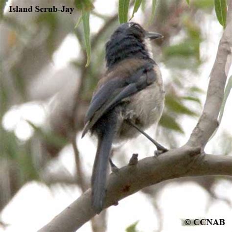 Island Scrub-Jay (Aphelocoma insularis) - ISSJ