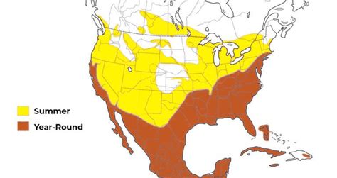 The 2 Types of Vultures Found In Tennessee! (2023) - Bird Watching HQ