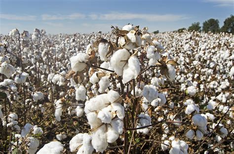 California Cotton Fields: Can Cotton be Climate Beneficial? - Regeneration International