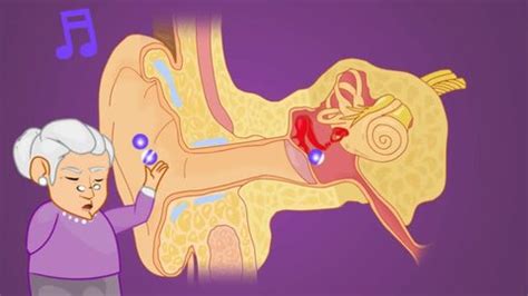 Ear Anatomy Study Vector Animation Stock Footage Video (100% Royalty-free) 14545669 | Shutterstock