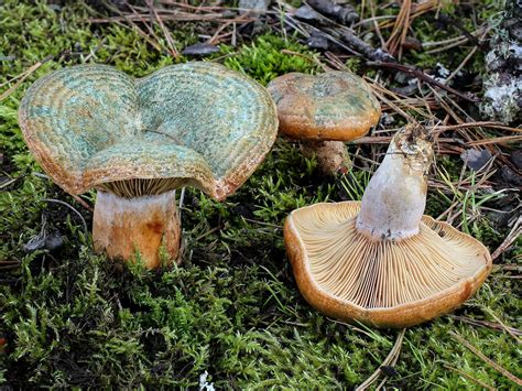 California Fungi: Lactarius deliciosus