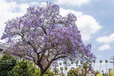 Jacaranda Tree Leaves