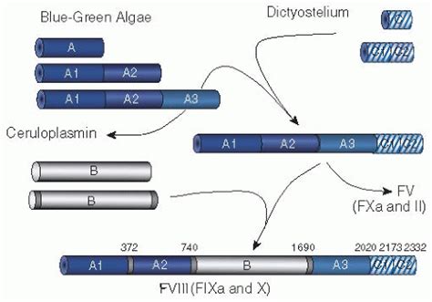 Overview of Basic Coagulation and Fibrinolysis | Oncohema Key