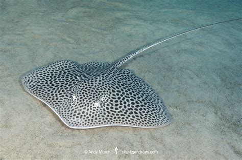 Leopard Whipray - Himantura leoparda