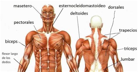 musculos del cuerpo humano y sus partes pdf