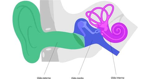Partes Del Oido