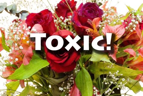 Cut Flowers: A Major Yet Little-Known Source of Toxic Pesticides