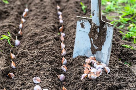 Growing Garlic: Fall Is The Time To Get Planting! - Farmers' Almanac