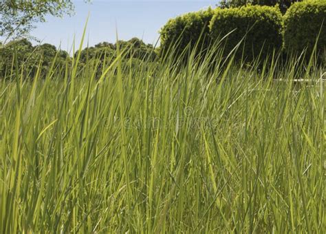 Closeup Field of Hay Grass Growing in Rural Farm Meadow Stock Image ...