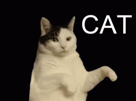 Cats Dancing GIFs | Tenor