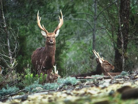 Rising Sika deer populations linked to bovine | EurekAlert!