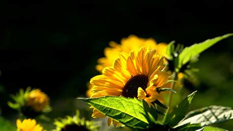 Beautiful Sunflower 1920 x 1080 HDTV 1080p Wallpaper