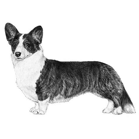 The Cardigan Welsh Corgi vs. the Pembroke Welsh Corgi