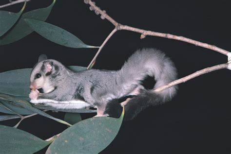 Squirrel Glider - The Australian Museum