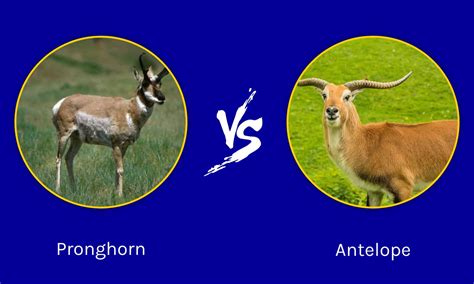 Pronghorn vs Antelope: What Are Their Differences? - A-Z Animals