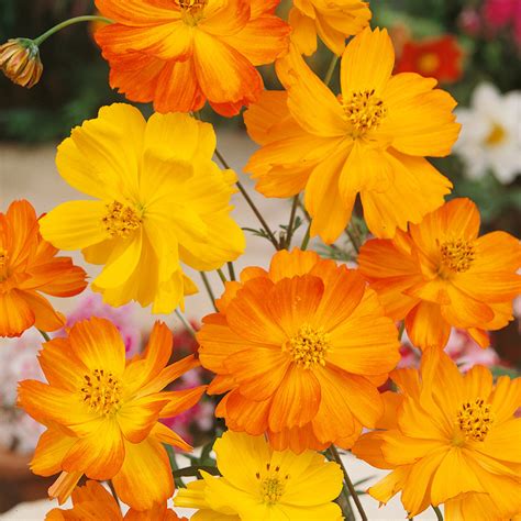 Drought Tolerant Cosmos Sulphureus Bright Lights Garden Flower Plant Seeds