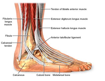 Inversion Ankle Sprains | Mind To Muscle