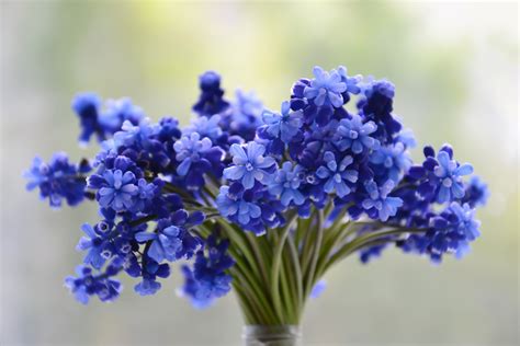 Free Images : bouquet, blue, beautiful, blossom, ornamental plant ...