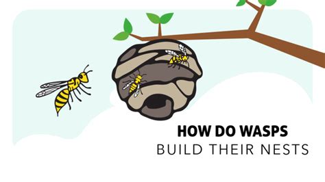 How Do Wasps Build Their Nests? | Insight Pest Solutions