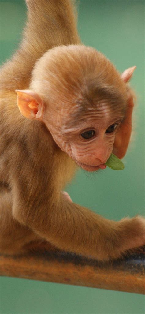 Monkey iPhone Wallpapers - Top Free Monkey iPhone Backgrounds - WallpaperAccess