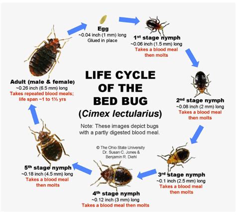 Life Cycle - A bed bug infestation can have a long life cycle that ...