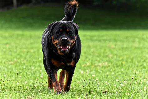 Rottweiler training