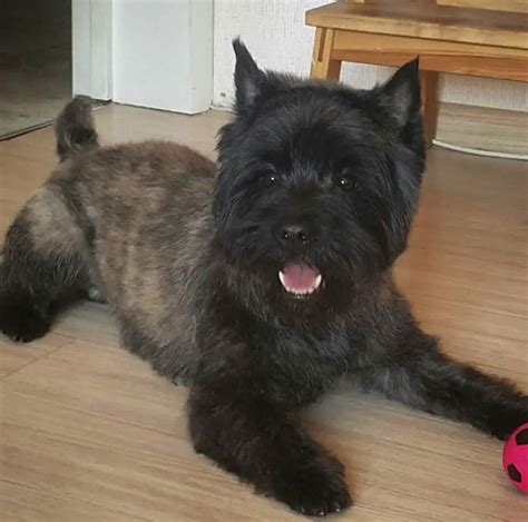 12 Best Cairn Terrier Haircuts for Dog Lovers – Page 2 – The Paws