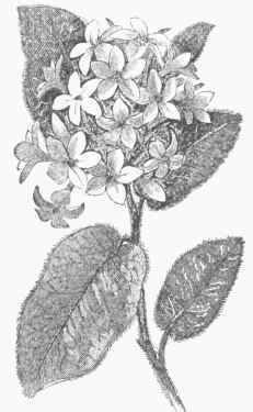 Trailing Arbutus (Epigaea repens). | Flower drawing, Arbutus, Sketches