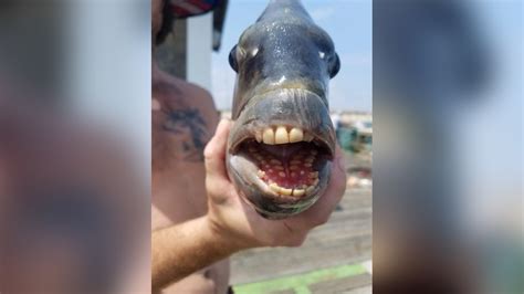 Fish with 'human teeth' caught in North Carolina | Live Science