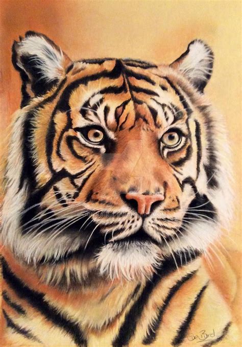 Tiger drawing by donnabe on DeviantArt in 2020 | Tiger drawing, Tiger painting, Tiger pictures