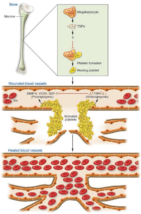 Figure 1 from The sticky truth about angiogenesis and thrombospondins ...