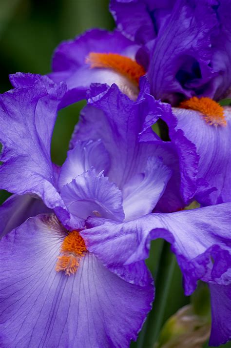 Thom Zehrfeld Photography : Schreiner's Iris Gardens | Two