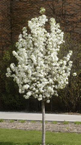 How to Grow an Ornamental Flowering Pear Tree - Watters Garden Center