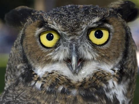 Great Horned Owl Eyes stock image. Image of birds, head - 2275687