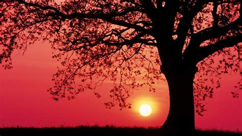 Tree silhouette, sunset, trees, grass, red sky HD wallpaper | Wallpaper Flare