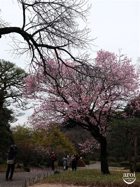 Shinjuku Gyoen National Garden - One Of The Best Places to see Cherry Blossoms - AroiMakMak