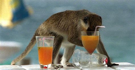 Alcoholic Vervet Monkeys