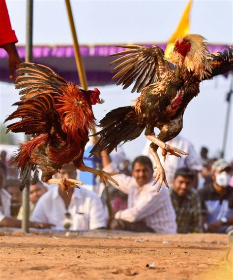 Bhogi festival in Andhra Pradesh