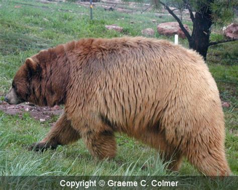 Brown bear (Ursus arctos)