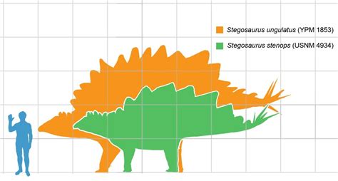 Pin by Joshkilby on Animal Size Comparison | Stegosaurus, Dinosaur ...