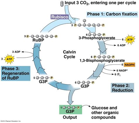 learning through art the calvin cycle masteringbiology ...