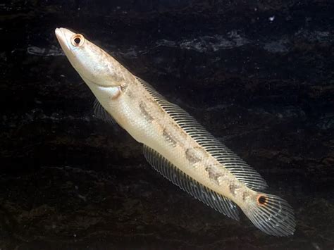 Channa marulius – Bullseye Snakehead (Ophicephalus marulius ...