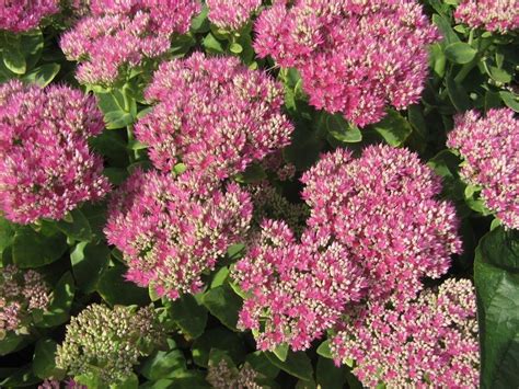 Sedum spectabile Brilliant Group - Factsheets - Provender Nurseries - Wholesale Nursery in ...