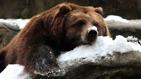 Wallpaper Brown bear in winter, snow 1920x1200 Picture, Image