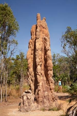 Cathedral termite mounds, Litchfield National Park, Northern Territory, Australia