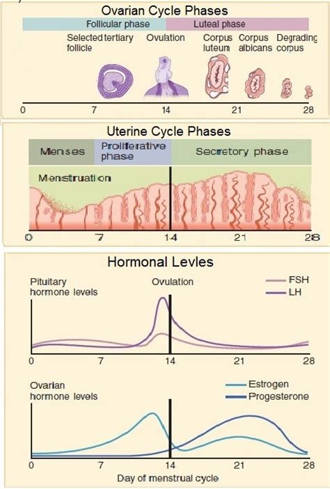 Anovulatory Cycle: How to Get Pregnant Naturally - Fight Your Infertility