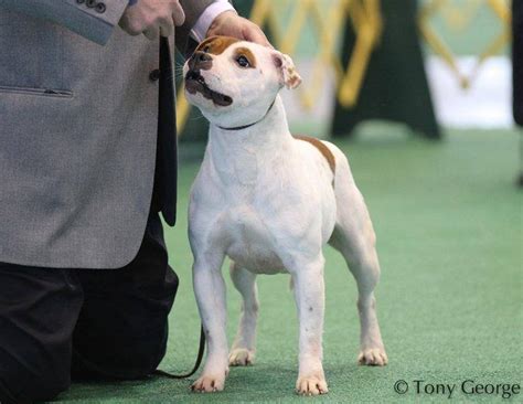 Staffordshire Bull Terrier - Kennel Club of Beverly Hills