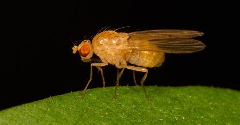 Parasitic flies inspire potential revolution in hearing aids | WIRED UK