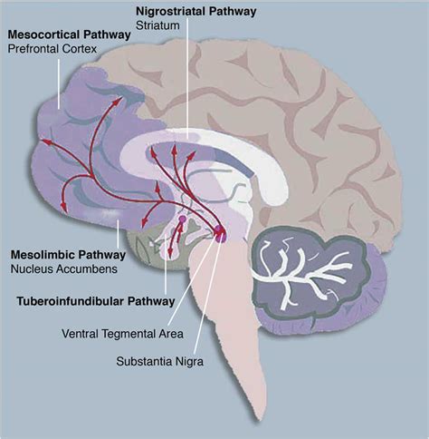 Neuroimaging of the dopamine/reward system in adolescent drug use | CNS Spectrums | Cambridge Core