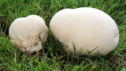 Giant Puffball: Identification, Look-Alikes, Health Benefits, Pet Safety, and 10 Delicious Recipes